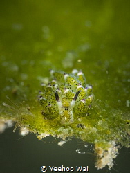 Costasiella kuroshimae by Yeehoo Wai 